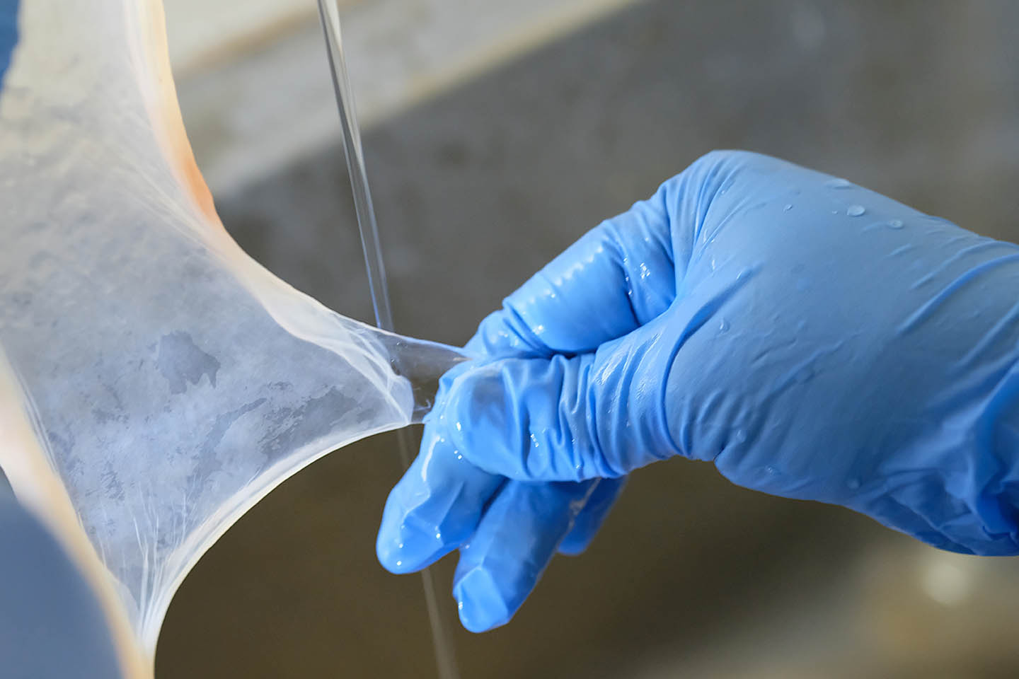 A close up photograph of amniotic membrane for wound dressing